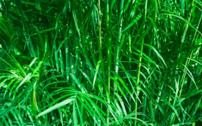 Goudpalm  Areca  Chrysalidocarpus Lutescens