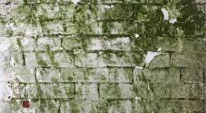 groene schimmel op muur