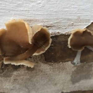 peziza fungus