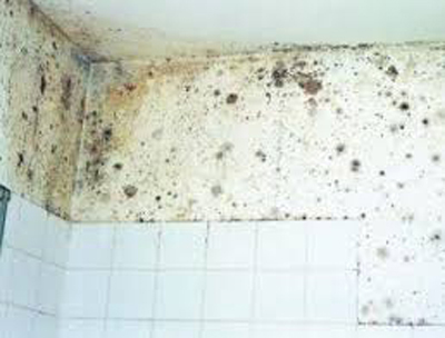 Aan Permanent Munching Schimmel badkamer verwijderen | Vochtbestrijding Snel
