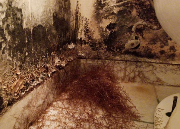 Woekering van mycelium en zwarte schimmel
