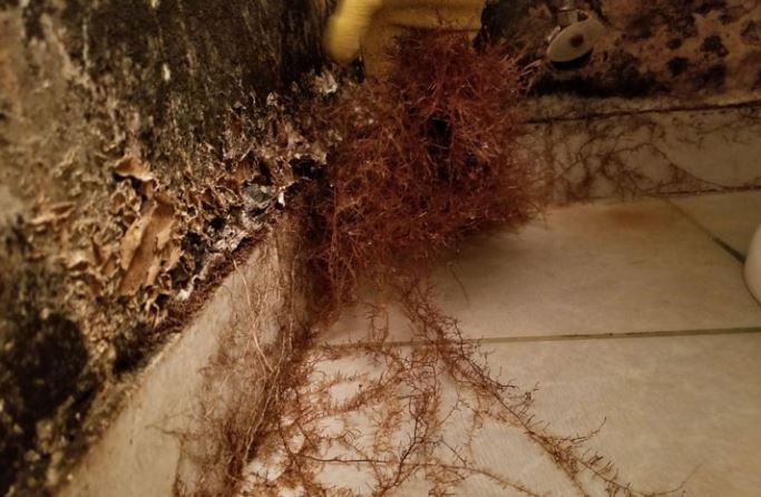 zwarte schimmel en myceliumgroei in de badkamer